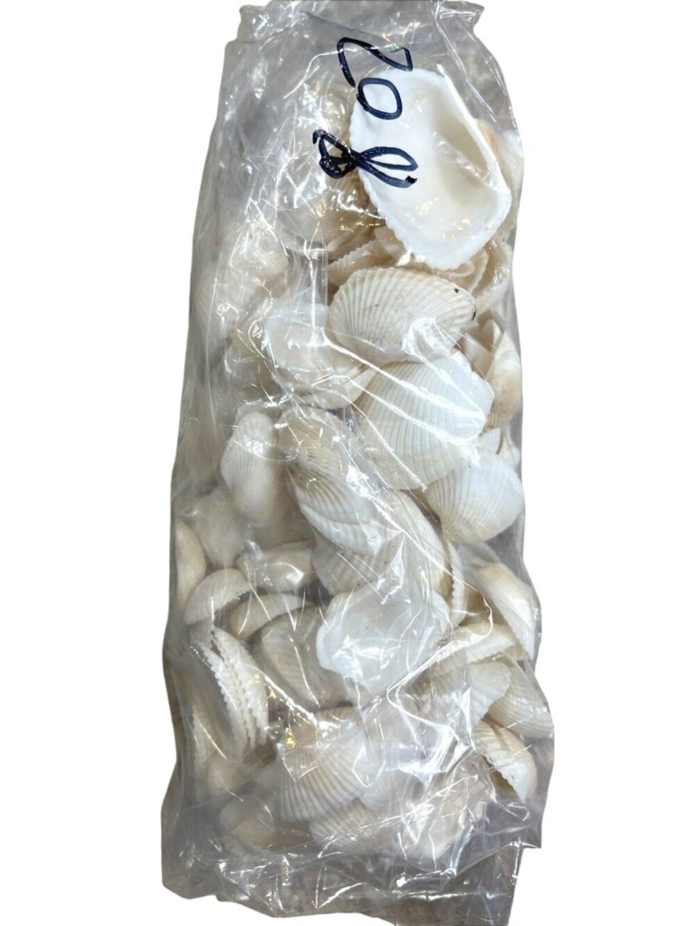 8 oz. Bulk Natural White Seashells Ocean Small White Cl8 Medium -am Shell Crafts